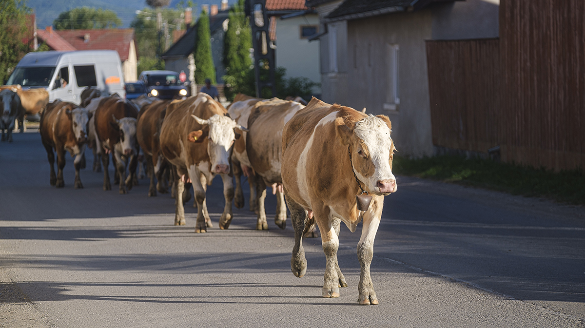 Viața după ziua Sfântului Gheorghe